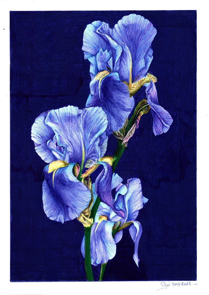 "La prunelle de mes yeux" - Reproduction numérotée de 1 à 40 et signée de l'artiste. Dessin original réalisé au stylo-bille Bic de différentes couleurs, sur papier lisse multitechnique 250g/m² au format A3 - Reproduction en tirage laser sur papier lisse 210g/m² au format A3.