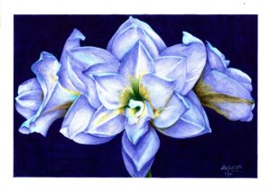 "C’est un amaryllis hélas, c’est là qu’est l’os" - Reproduction numérotée de 1 à 40 et signée de l'artiste. Dessin original réalisé au stylo-bille Bic de différentes couleurs, sur papier lisse multitechnique 250g/m² au format A3 - Reproduction en tirage laser sur papier lisse 210g/m² au format A3.