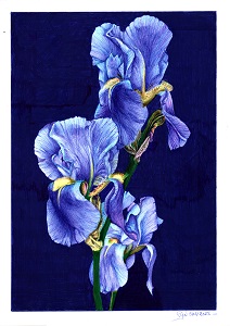 "La prunelle de mes yeux" - Reproduction numérotée de 1 à 40 et signée de l'artiste. Dessin original réalisé au stylo-bille Bic de différentes couleurs, sur papier lisse multitechnique 250g/m² au format A3 - Reproduction en tirage laser sur papier lisse 210g/m² au format A3.