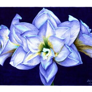 "C’est un amaryllis hélas, c’est là qu’est l’os" - Reproduction numérotée de 1 à 40 et signée de l'artiste. Dessin original réalisé au stylo-bille Bic de différentes couleurs, sur papier lisse multitechnique 250g/m² au format A3 - Reproduction en tirage laser sur papier lisse 210g/m² au format A3.
