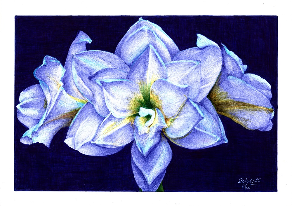 "C’est un amaryllis hélas, c’est là qu’est l’os" - Reproduction numérotée de 1 à 40 et signée de l'artiste. Dessin original réalisé au stylo-bille Bic de différentes couleurs, sur papier lisse multitechnique 250g/m² au format A3 - Reproduction en tirage laser sur papier lisse 210g/m² au format A3.