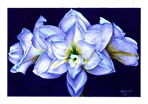 "C’est un amaryllis hélas, c’est là qu’est l’os" - Reproduction numérotée de 1 à 40 et signée de l'artiste. Dessin original réalisé au stylo-bille Bic de différentes couleurs, sur papier lisse multitechnique 250g/m² au format A3 - Reproduction en tirage laser sur papier lisse 210g/m² au format A3.