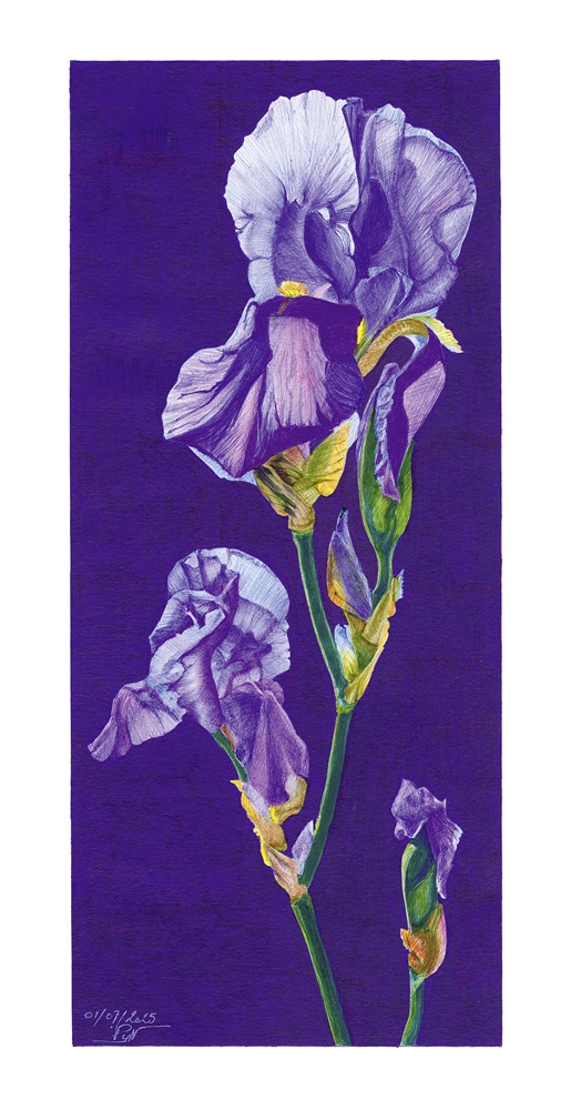 "Pupille de la nation" - Reproduction signée de l'artiste. Dessin original réalisé au stylo-bille Bic de différentes couleurs, sur papier lisse multitechnique 250g/m² au format A2 -
