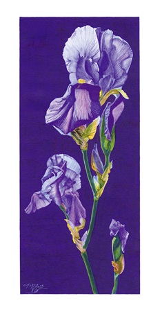 "Pupille de la nation" - Reproduction signée de l'artiste. Dessin original réalisé au stylo-bille Bic de différentes couleurs, sur papier lisse multitechnique 250g/m² au format A2 -